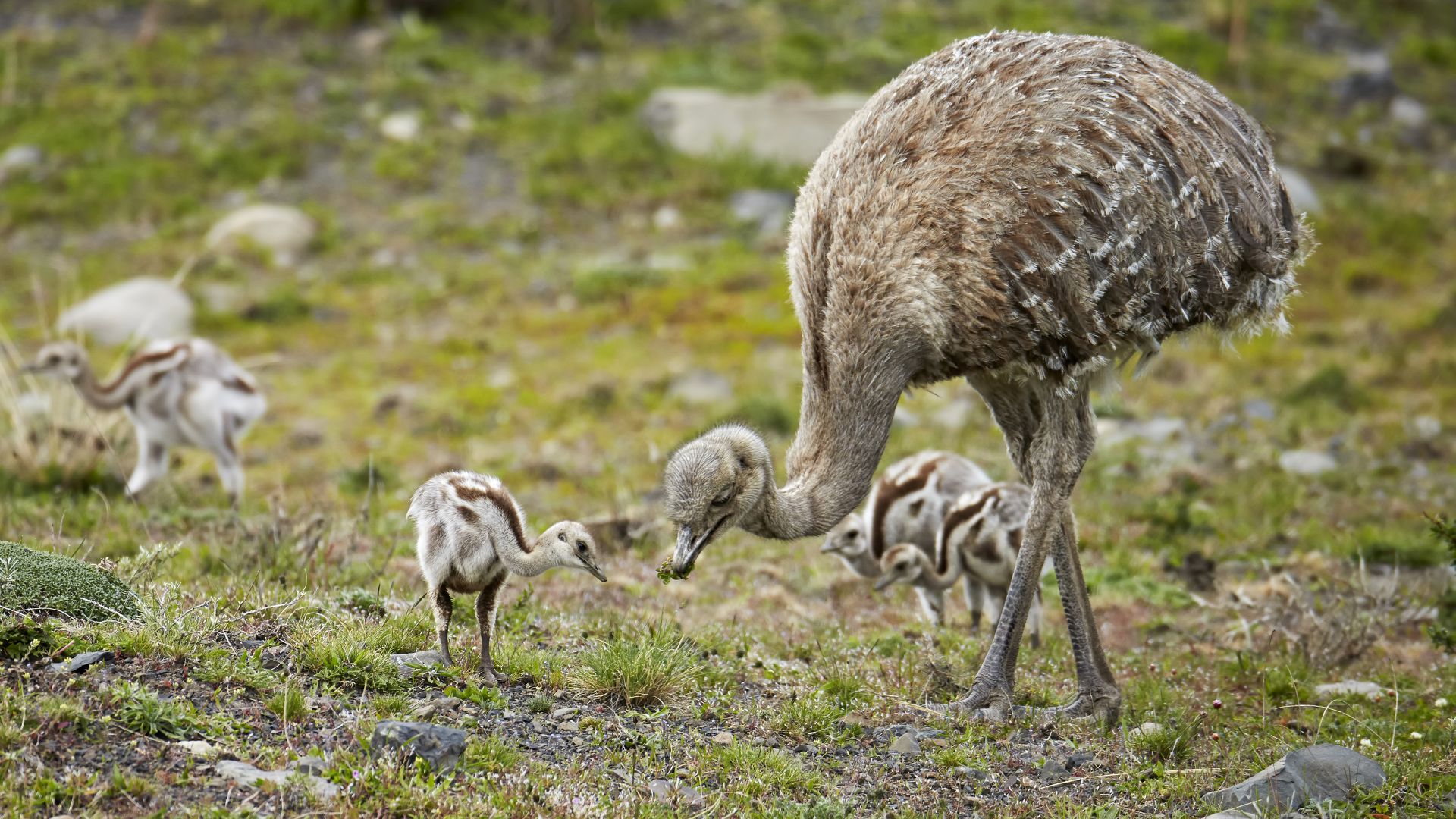 Maschio adulto di Rhea pennata con pulcini, Parco Nazionale Torres del Paine, Patagonia, Cile