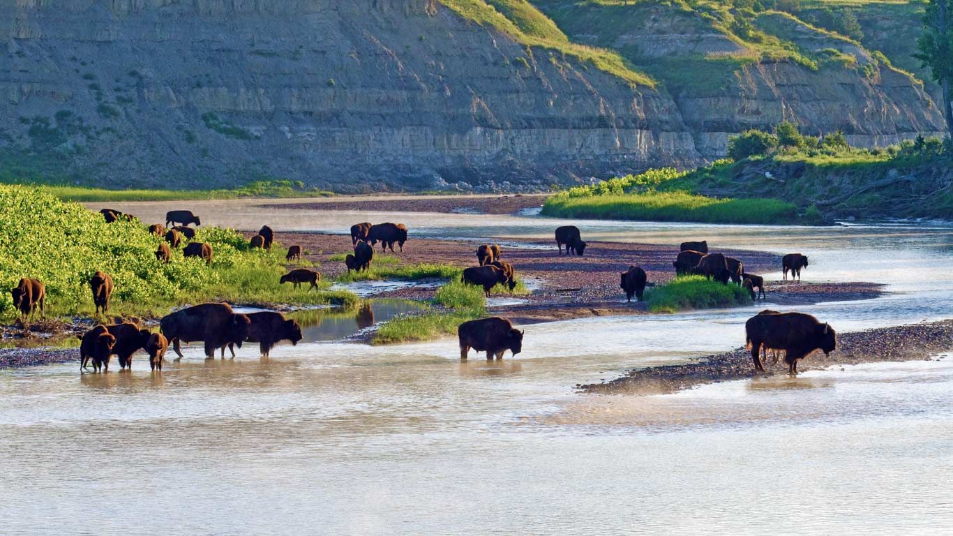 Bisons d’Amérique dans le Petit Missouri, parc national Theodore Roosevelt, Dakota du Nord, États-Unis