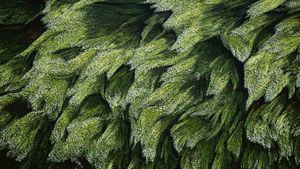 Underwater grass in the Loire River near Digoin, Saône-et-Loire, France (© Yann Arthus-Bertrand/Getty Images)(Bing New Zealand)