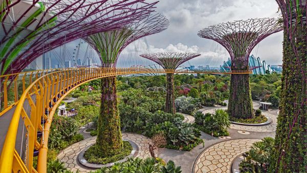 The Supertree Grove in Singapore\'s Gardens by the Bay