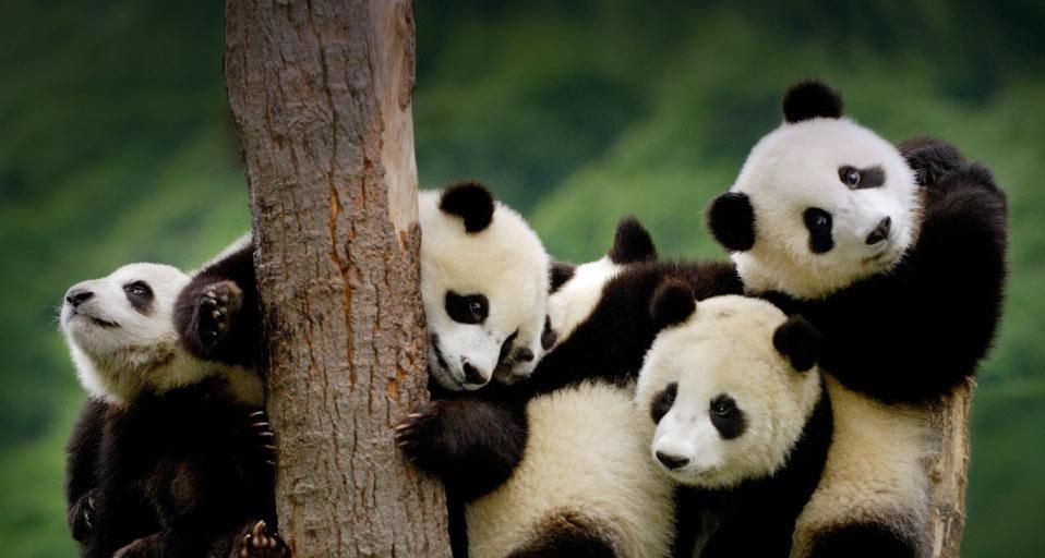 GiantPandasBabies