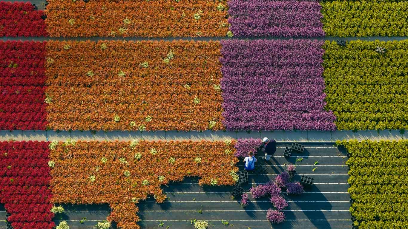 Aerial view of a flower farm, North Rhine-Westphalia, Germany