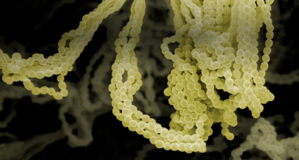 Scanning electron microscope image of Penicillium Notatum , the fungus that is the source of the antibiotic Penicillin