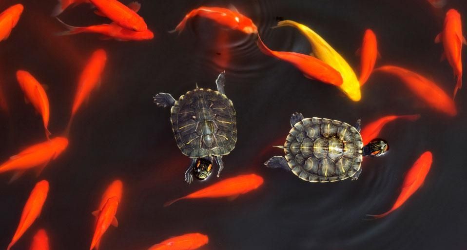 GoldfishTurtles