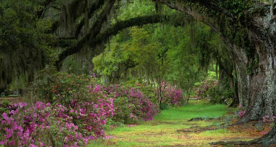 Stately live oaks in Magnolia Plantation and Gardens, Charleston, S.C.
