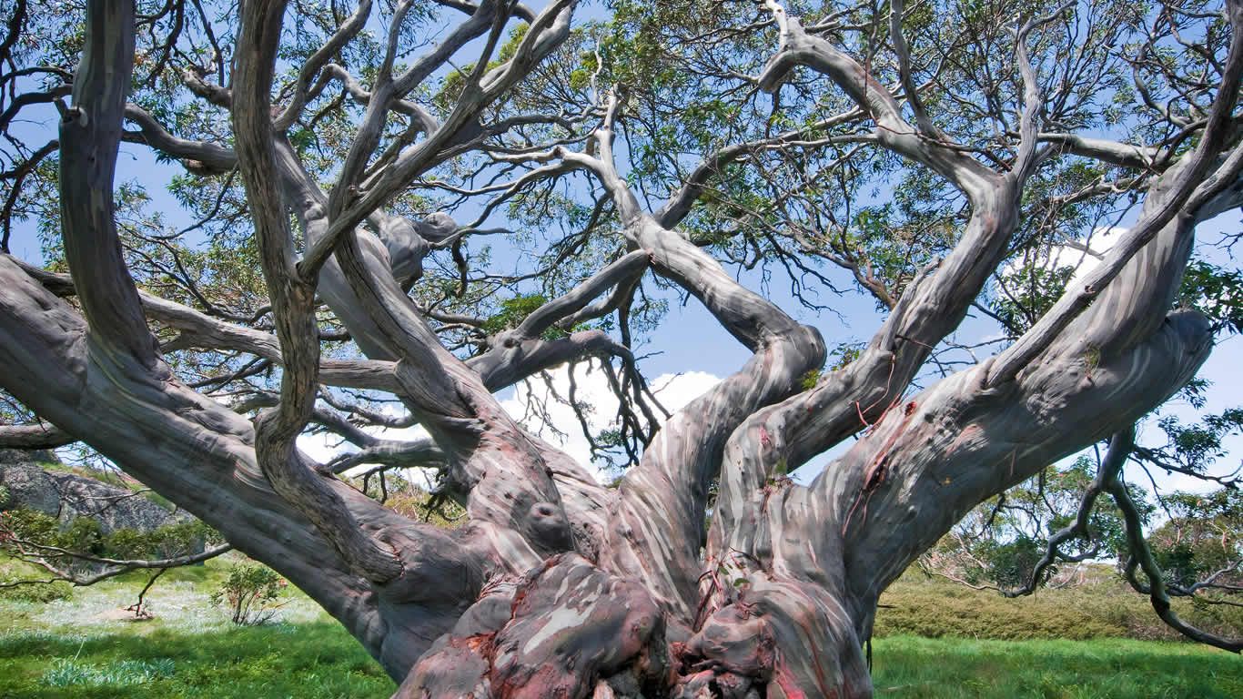 Snow gums in Kosciuszko National Park, Thredbo, New South Wales