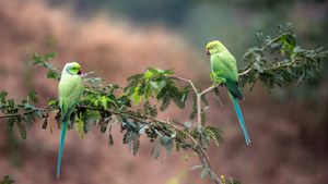 Gharial野生动物保护区中的两只玫瑰环鹦鹉，印度中央邦 (© Pete Oxford/Minden Pictures)(Bing China)