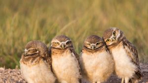 Burrowing owl chicks near a burrow, Wyoming, USA (© Danita Delimont/Getty Images)(Bing New Zealand)