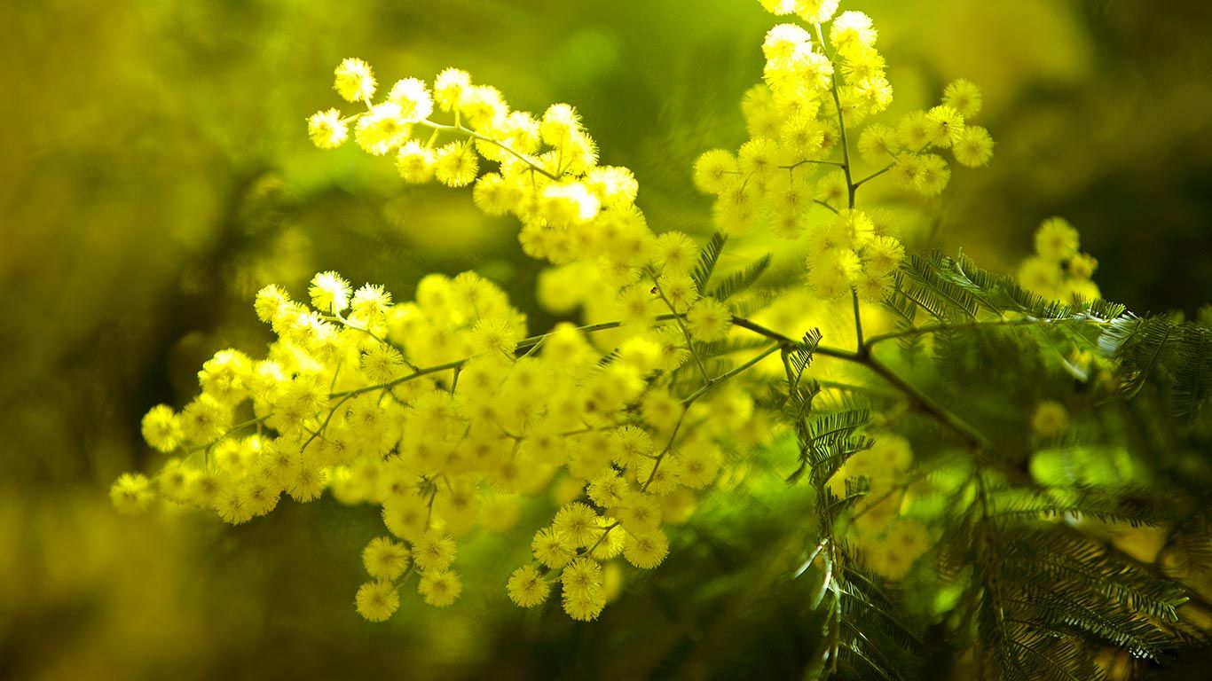Mimosa flowers on the Tanneron Massive, France