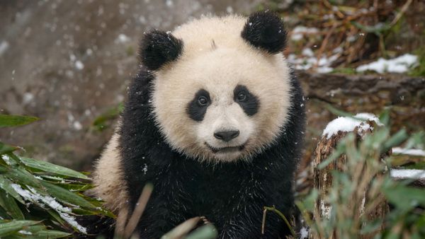 Baby panda gigante nella neve, Cina