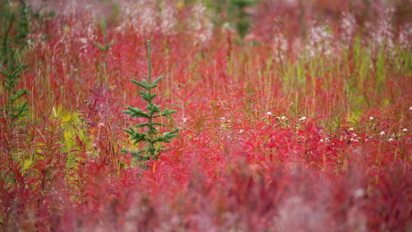 Autumn colours in Kluane National Park and Reserve, Yukon