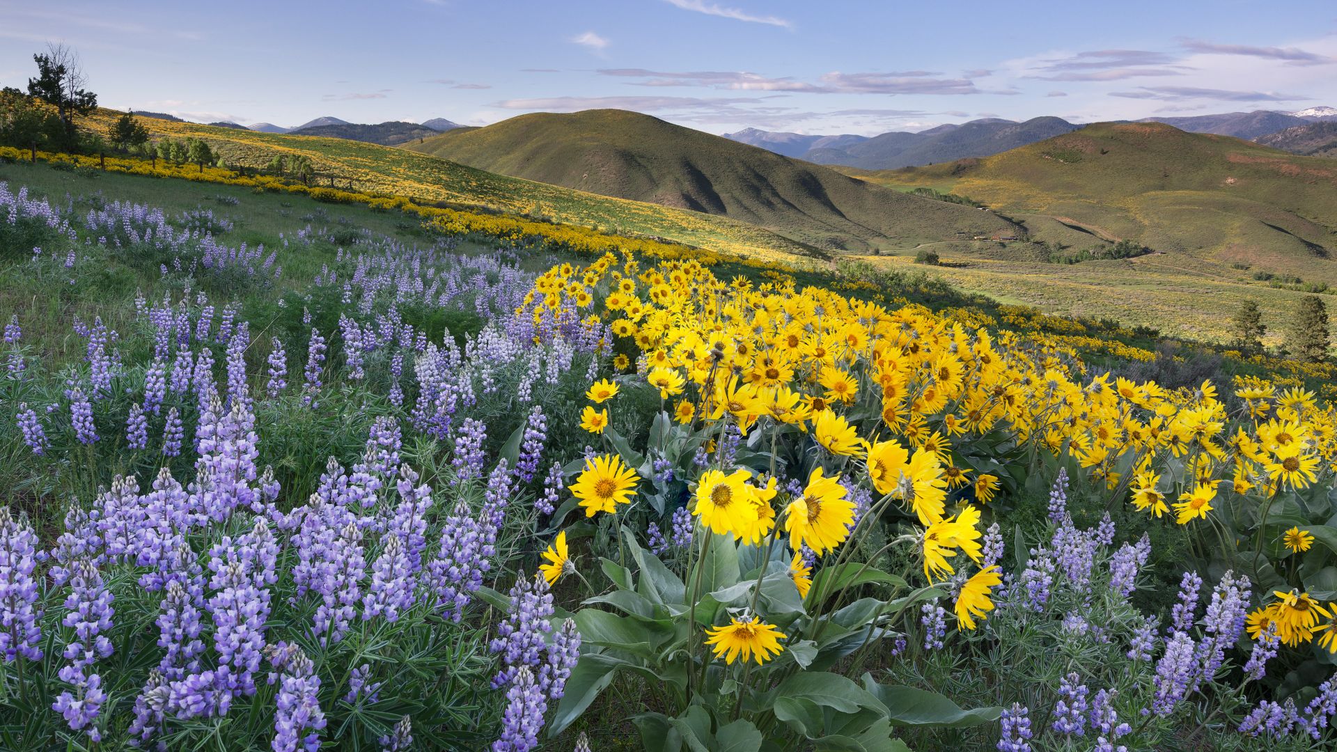 Balsamroot and lupines, Methow Valley, North Cascades, Washington, USA