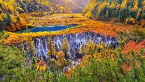 秋季九寨沟国家公园里的诺日朗瀑布, 四川省, 中国 (© tawatchaiprakobkit/Getty images)(Bing China)