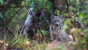 Lynx du Canada, Parc national de Denali, Alaska (© Design Pics Inc./Alamy)(Bing France)