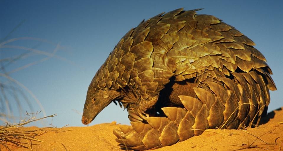 Ground Pangolin in Kalahari-Gemsbok National Park, South Africa
