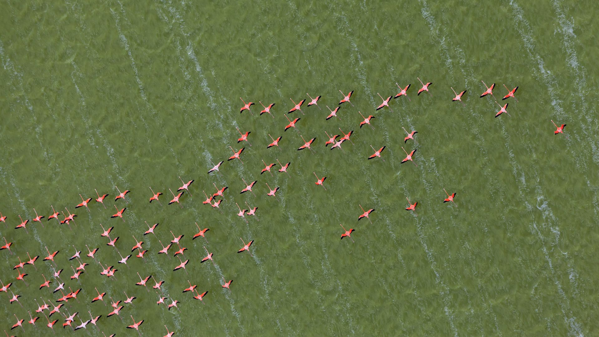 Flamants des Caraïbes, péninsule du Yucatán, Mexique