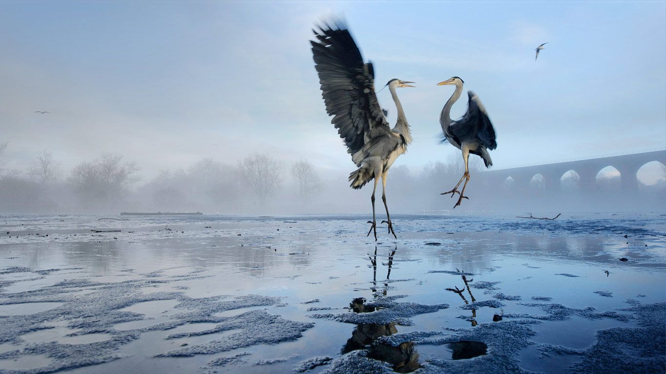 Two Grey herons (Ardea cinerea) squabbling over fish, River Tame, Stockport, Greater Manchester