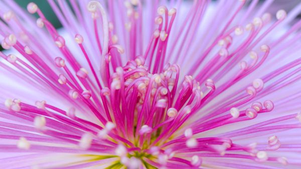 Traditional chrysanthemum of Japan