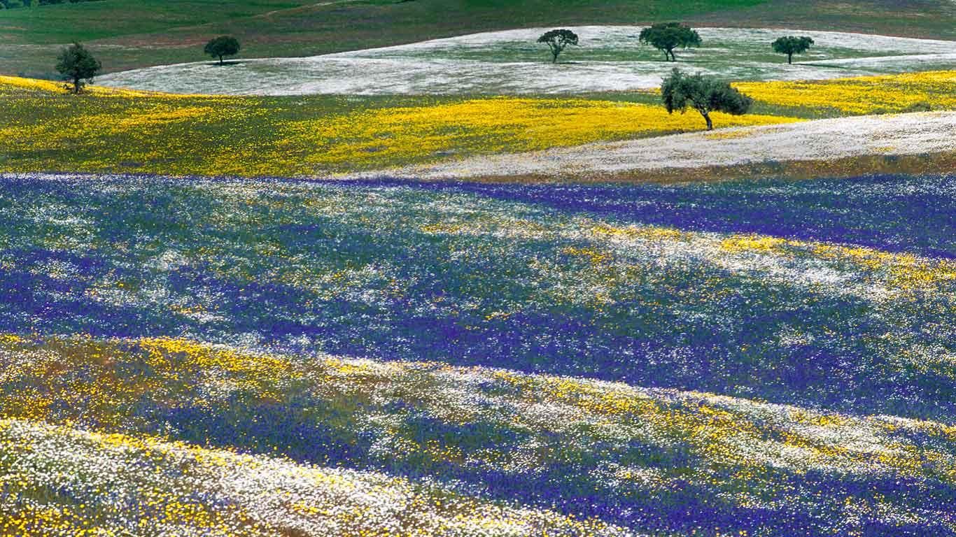 Spring flowers in Alentejo, Portugal