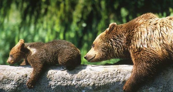 BrownBearCub