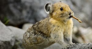 ｢アメリカナキウサギ｣カナダ, アルバータ州, バンフ国立公園 -- Don Johnston/All Canada Photos/age fotostock &copy; (Bing Japan)