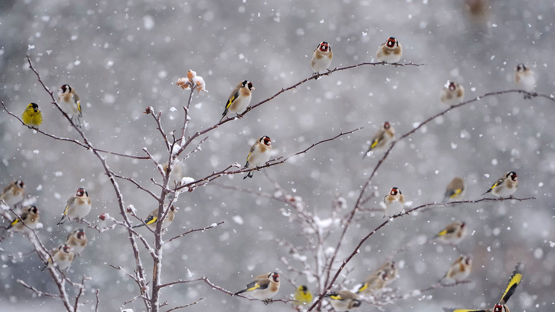Chardonnerets élégants perchés sur des branches couvertes de neige