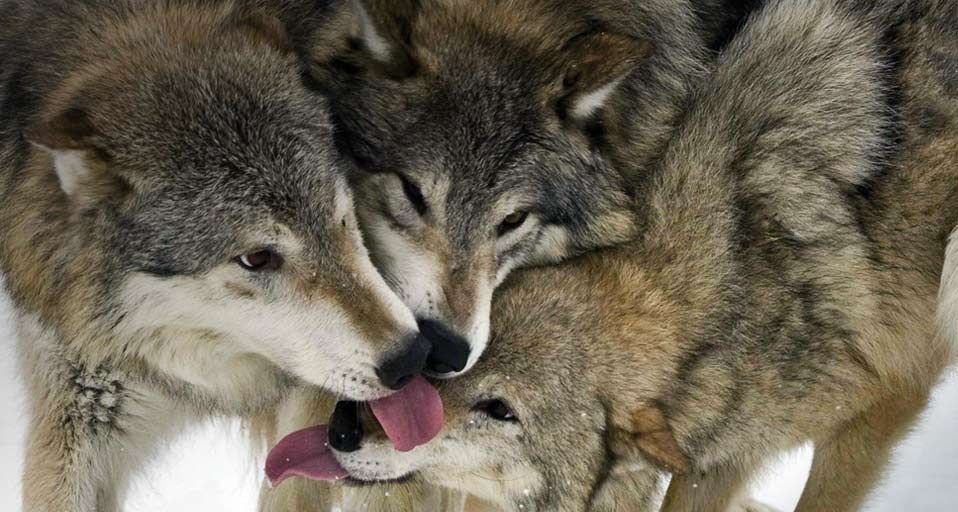 A trio of timber wolves greet each other