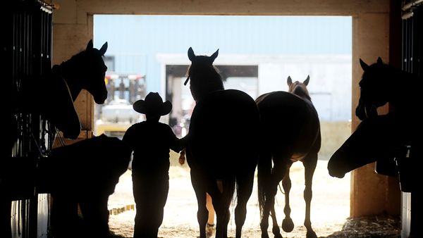 A cowboy tends to horses in a barn at the Calgary Stampede on July 10, 2011 in Calgary