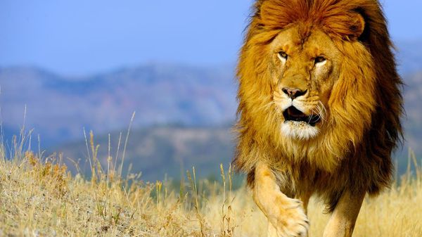 The Barbary lion (Panthera leo leo)