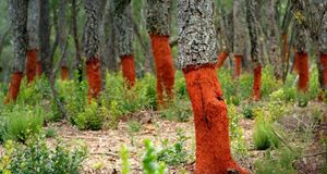 Freshly stripped cork oaks in Catalonia, Spain (© John Miller/plainpicture/Robert Harding) &copy; (Bing Australia)