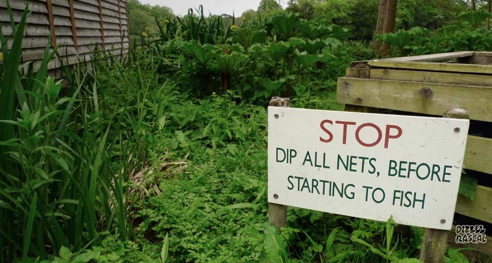 Bury Hill Fishery, Dorking, Surrey