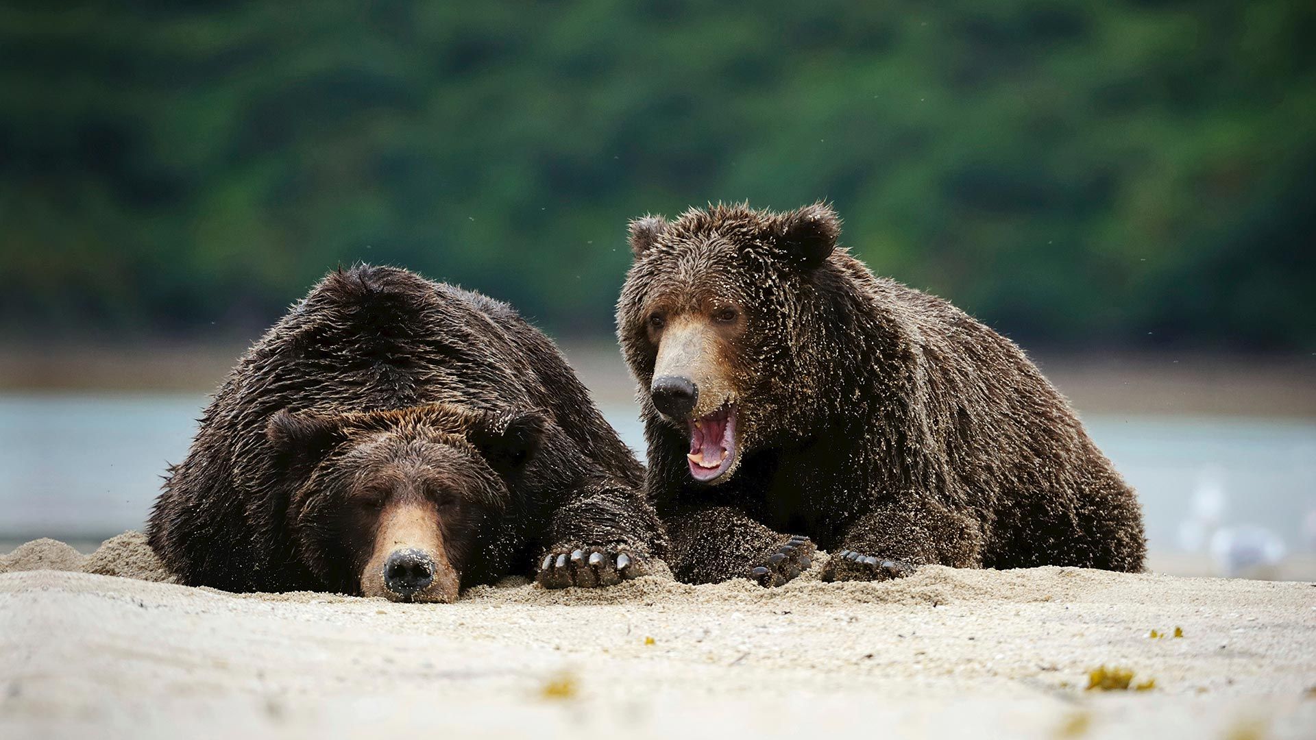 Ours bruns dans le parc national de Katmai, Alaska