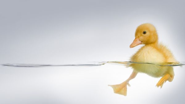 Duckling
