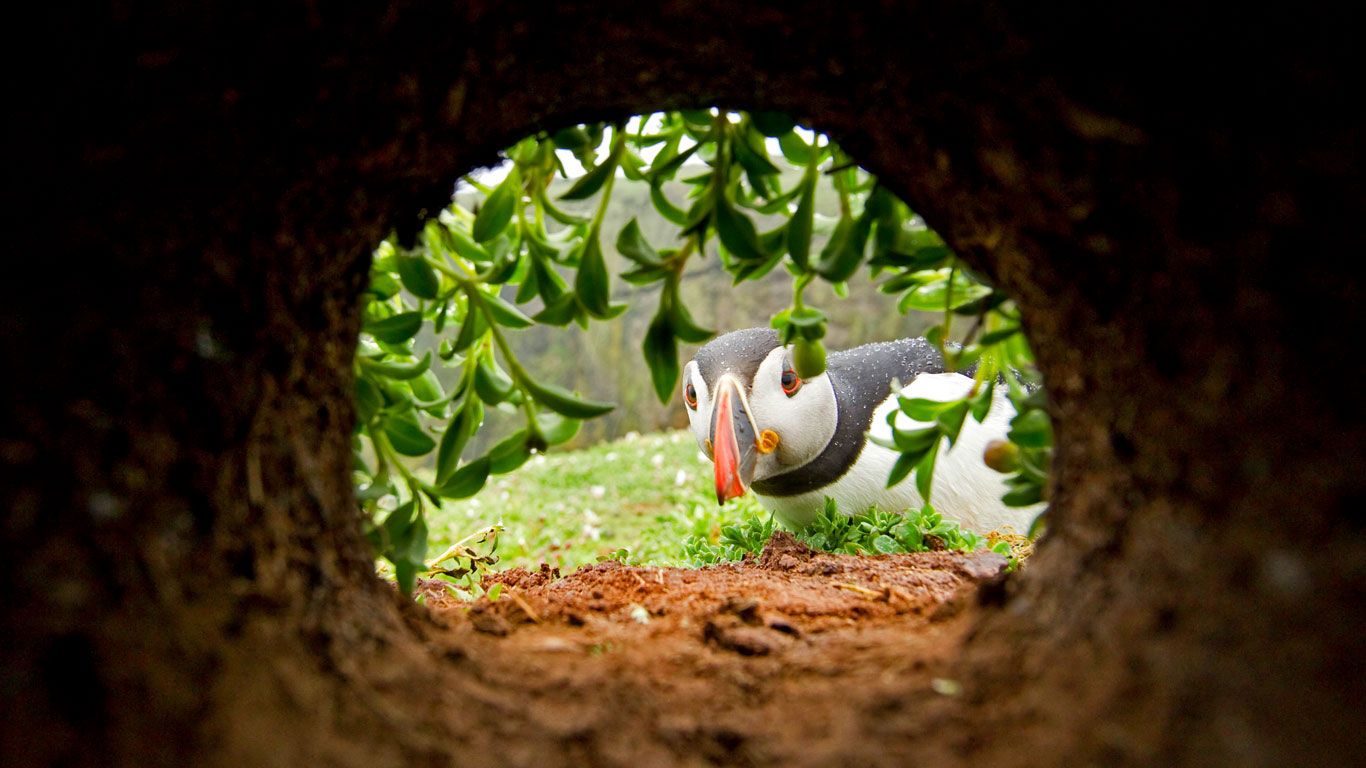 An Atlantic puffin inspects a nesting burrow on Skomer Island, Wales