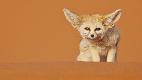 Fennec fox, Merzouga, Morocco