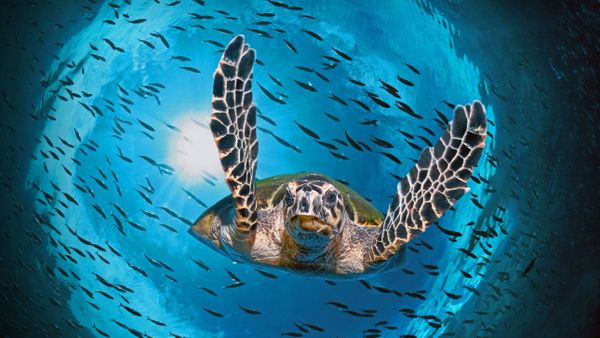 Green sea turtle diving, Great Barrier Reef, Queensland, Australia