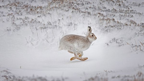 Un lièvre variable courant sur les Hautes-Terres d’Écosse,