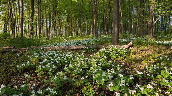 Trillio Bianco in fioritura in Ontario, Canada
