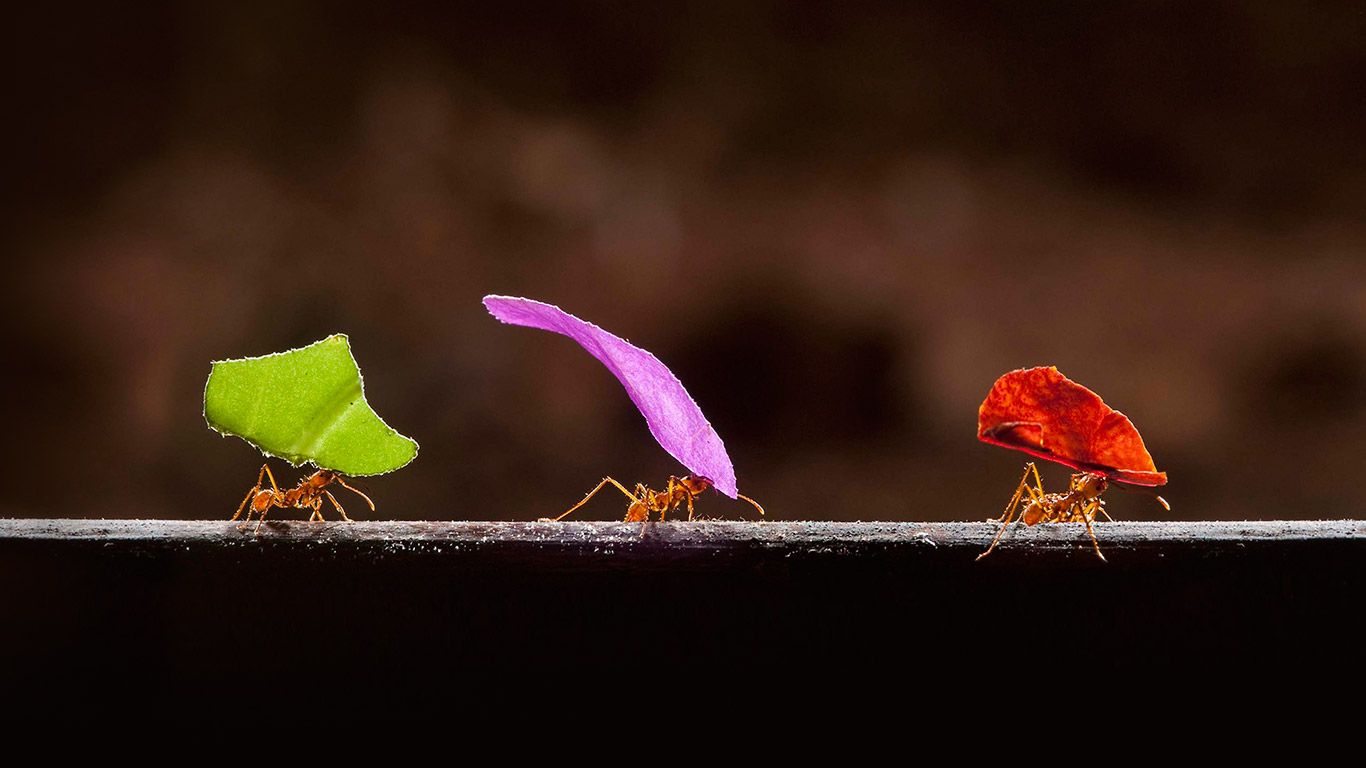 Leafcutter ants in Boca Tapada, Costa Rica