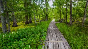 Barataria Trail, part of Jean Lafitte National Historical Park, Louisiana, USA (© Karine Aigner/Tandem Stills + Motion)(Bing Australia)