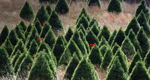 Christmas tree farm (© Ocean/Corbis) &copy; (Bing United States)