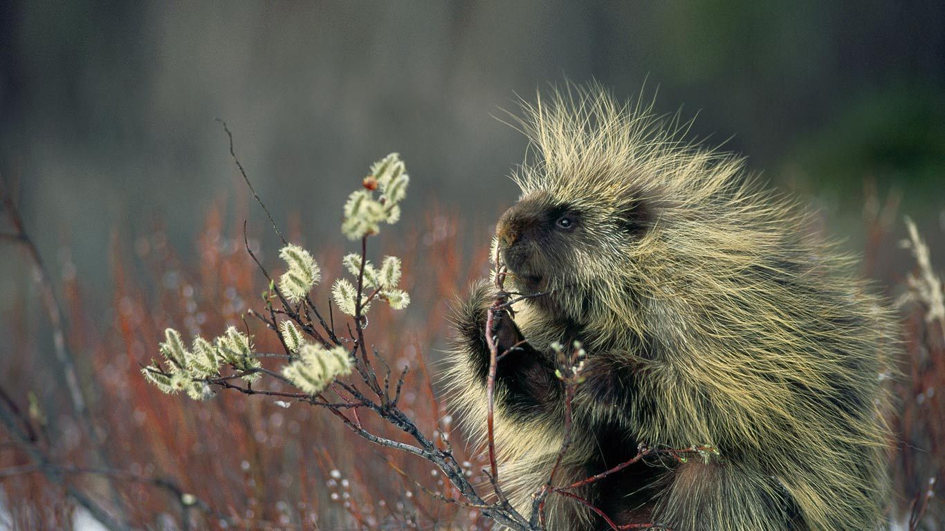 North American porcupine