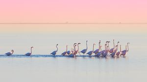 Flamencos en el Delta del Ebro, Tarragona, España (© mafrmcfa/Getty Images)(Bing España)