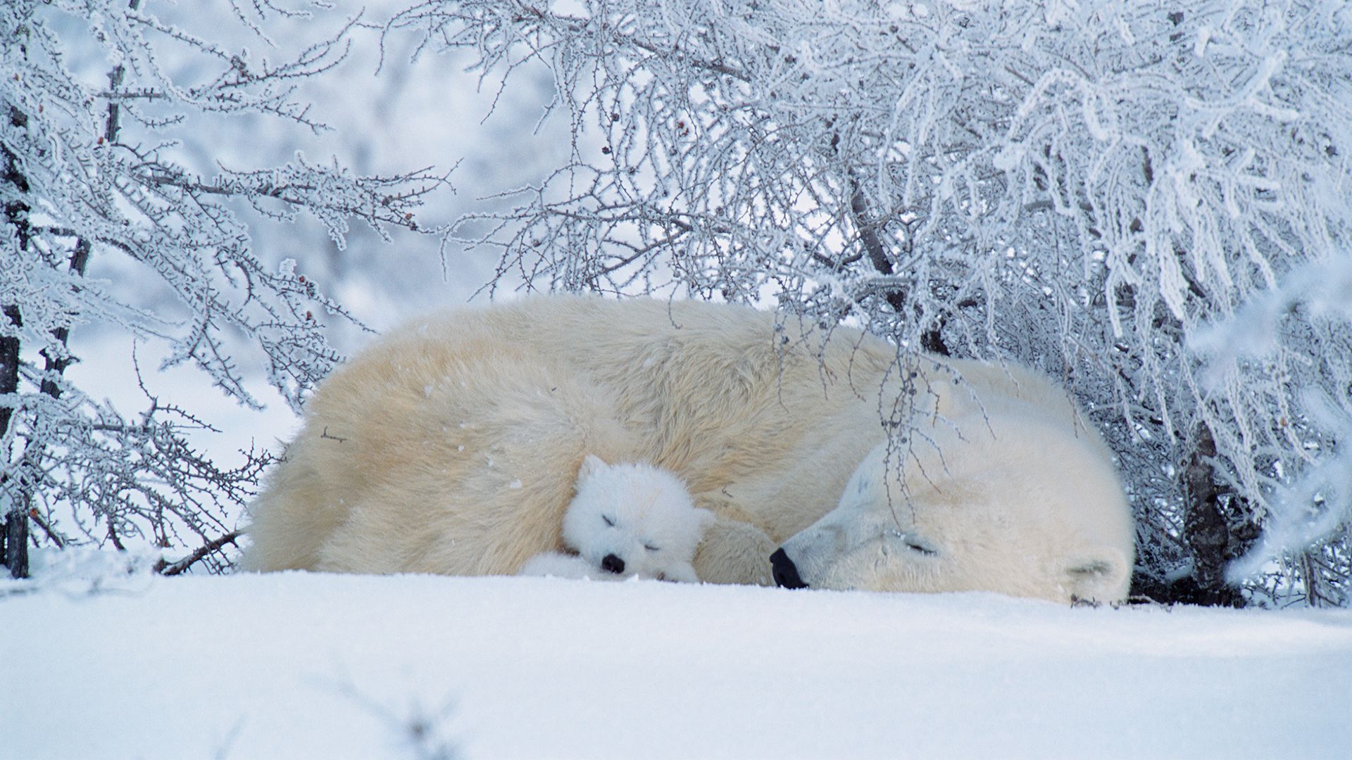 Polar bears asleep in Canada