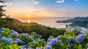 あじさいの丘, 静岡県 賀茂郡 (© Tommy Tsutsui/Getty Images)(Bing Japan)