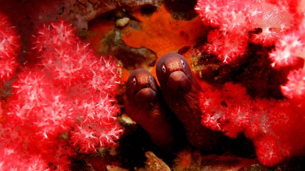 Greyface moray eels in the Andaman Sea