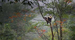 Giant panda cub playing in tree in Ya'an, China -- Keren Su/Corbis &copy; (Bing New Zealand)