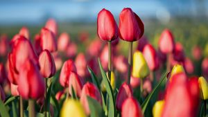 Spring Tulip Festival in Ottawa (© Roger de Montfort/Shutterstock)(Bing Canada)