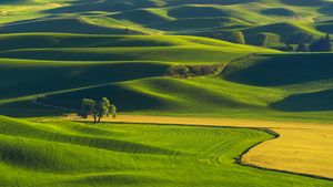 Rolling hills of the Palouse, Washington, United States (© svetlana57/Getty Images)(Bing United Kingdom)