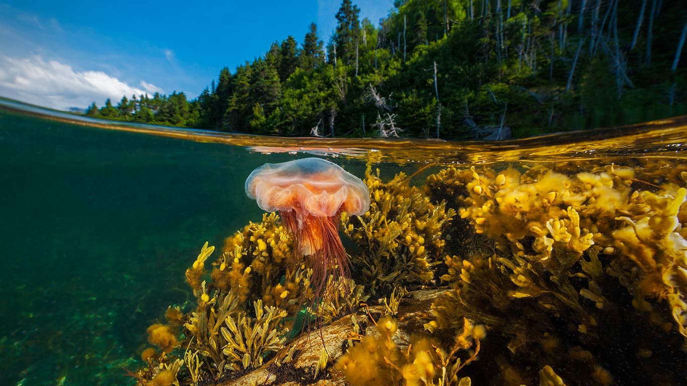 A lion’s mane jellyfish drifts in Gros Morne National Park, Newfoundland